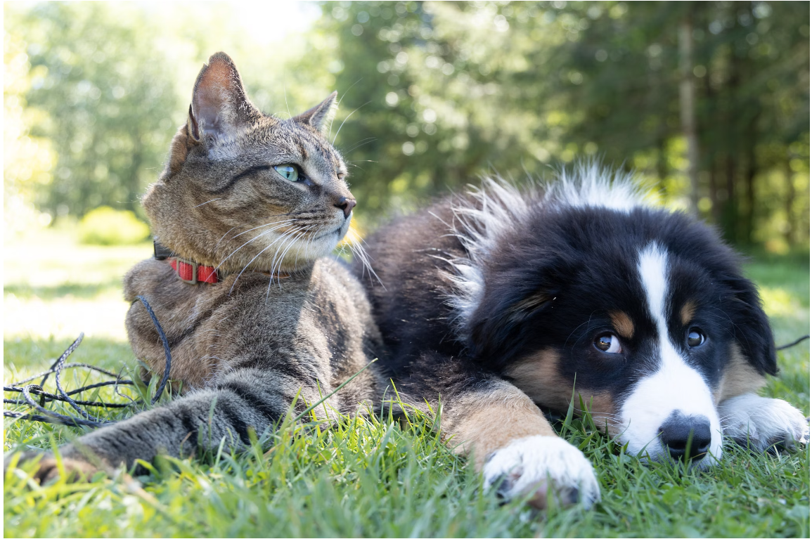 AI Pets Package Review