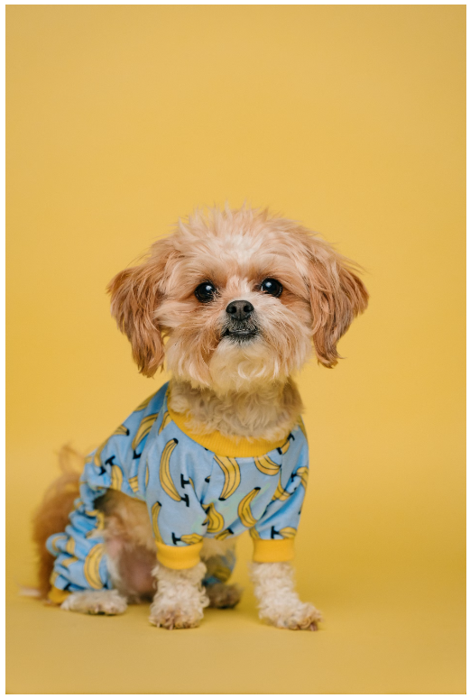 AI Pets Package Review