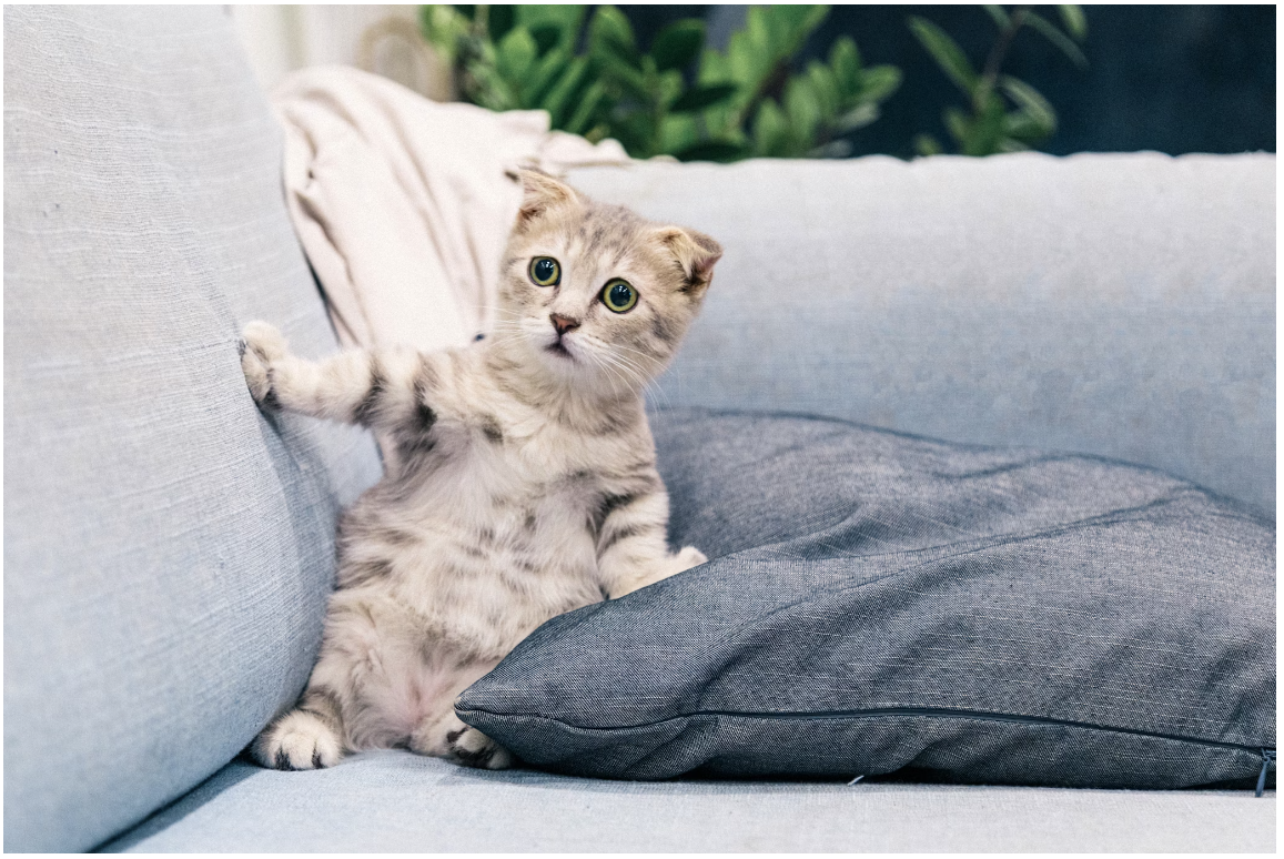 AI Pets Package Review